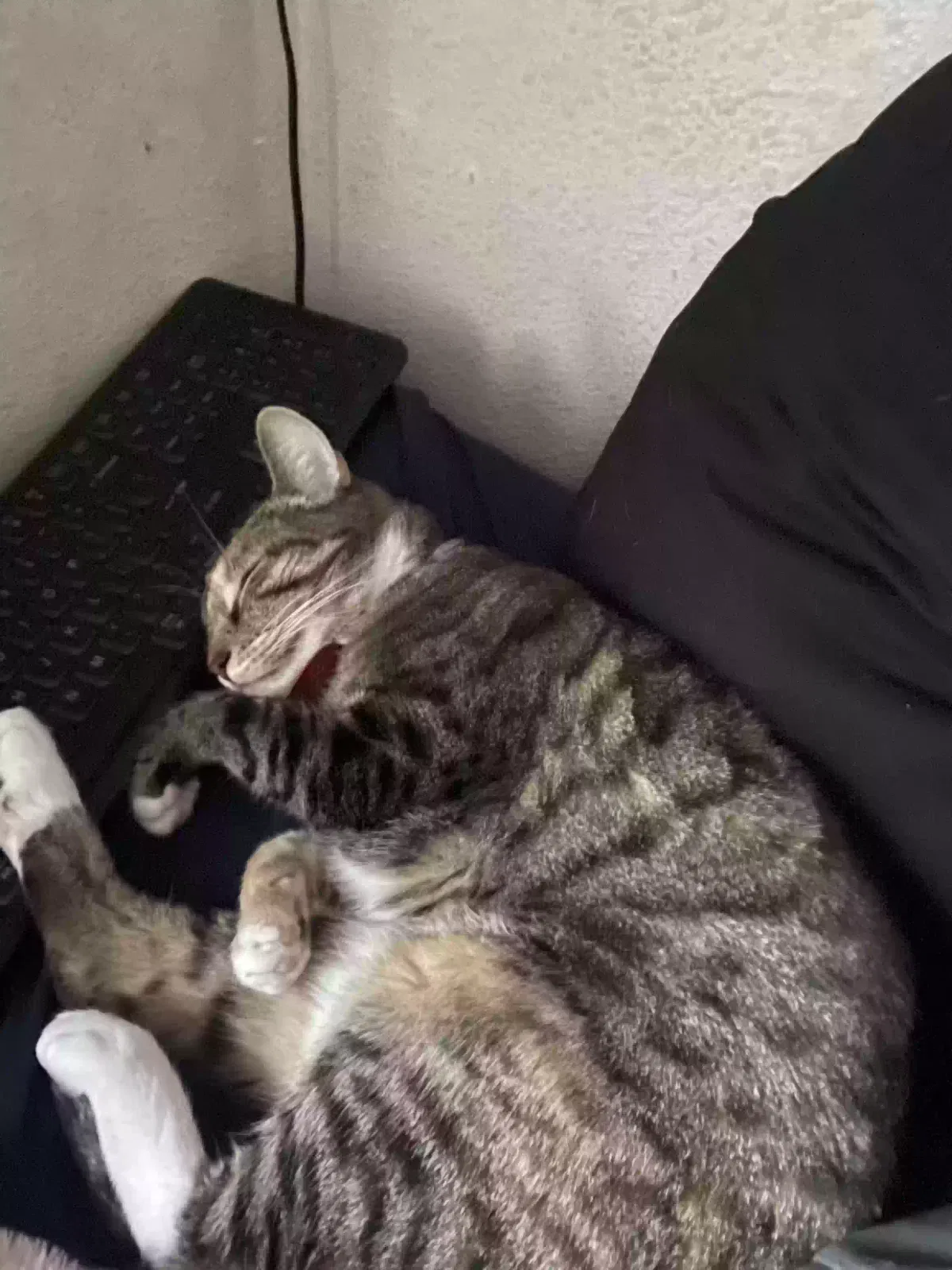 Lost cat in San Antonio, TX, 78247
