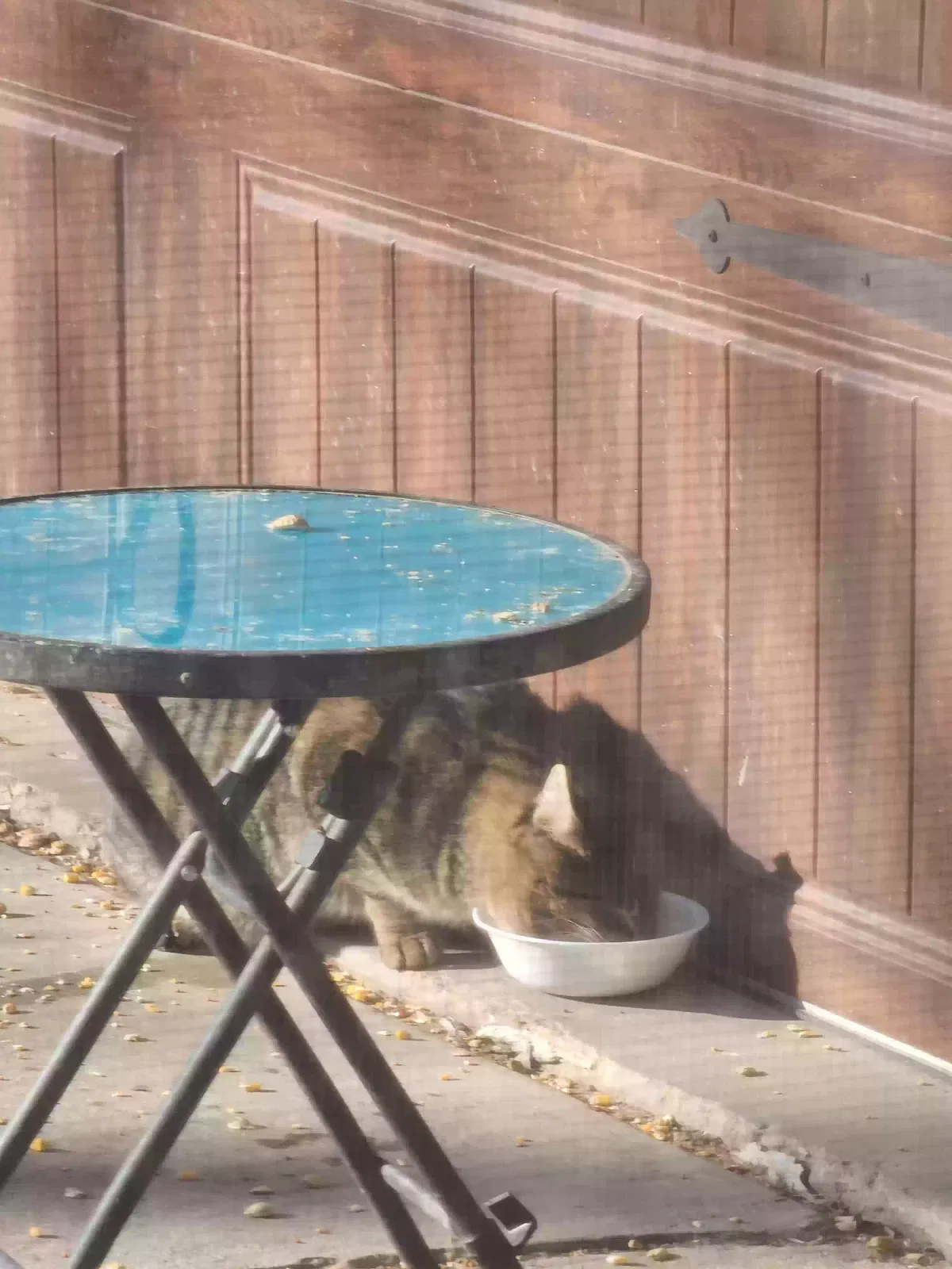 Found cat in Saukville, WI, 53080
