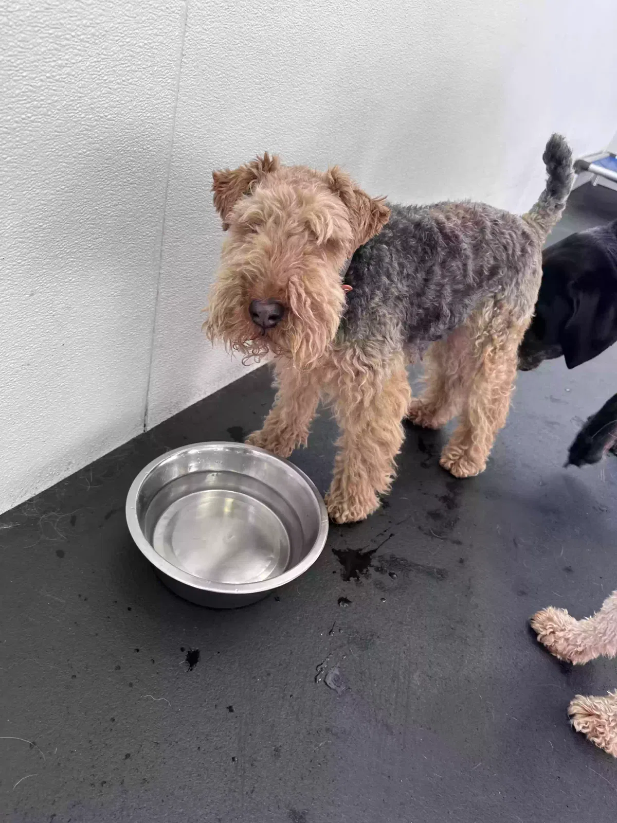 Lost dog in Seymour, TN, 37865