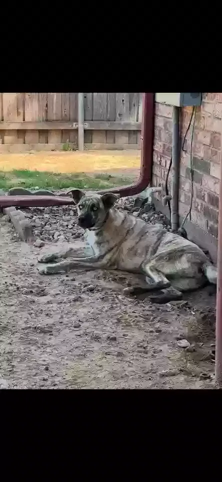 Lost dog in Mesquite, TX, 75149