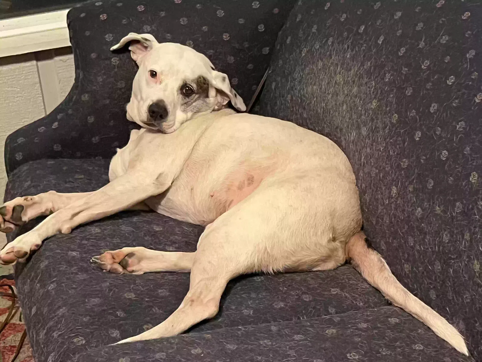 Lost dog in Melrose, FL, 32666