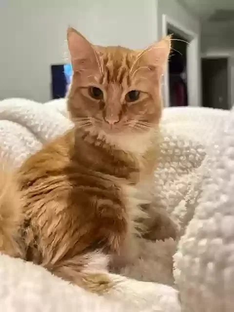 Lost cat in Tucson, AZ, 85757