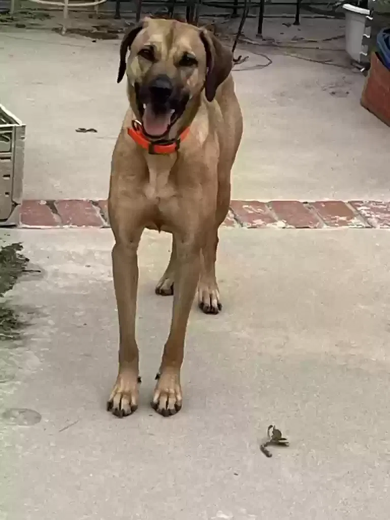 Lost dog in Canoga Park, CA, 91304