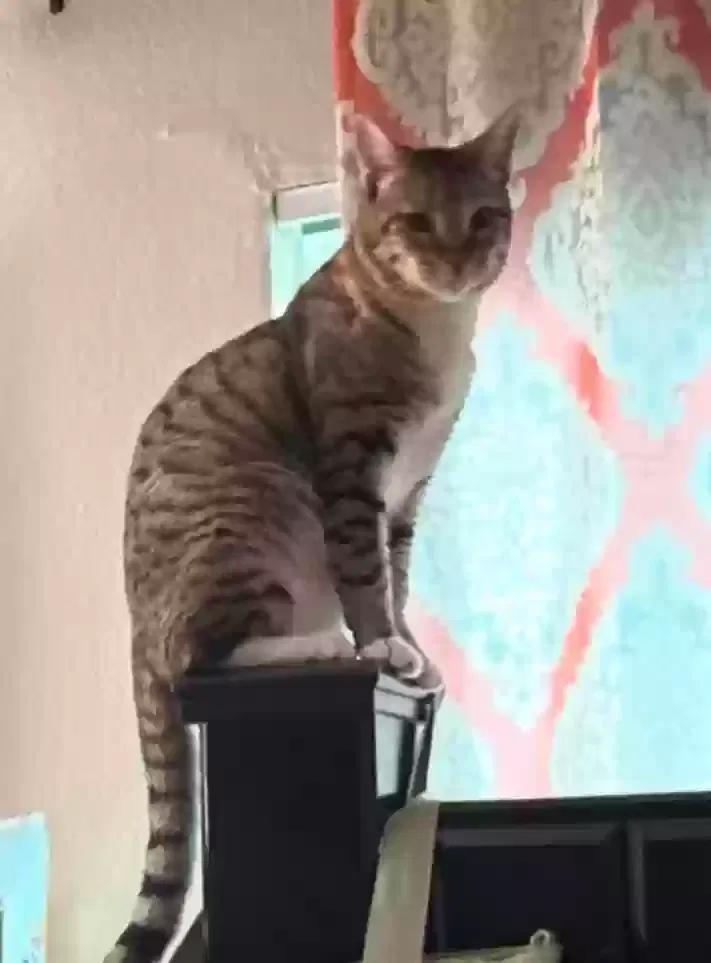 Lost cat in Sacramento, CA, 95842