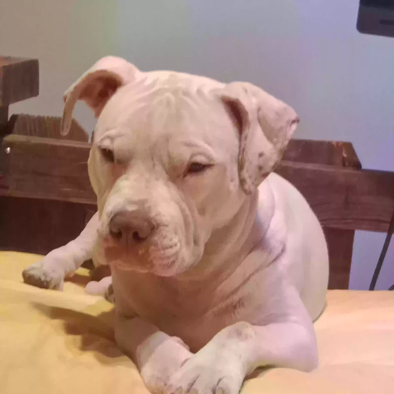 Lost dog in Natalia, TX, 78059