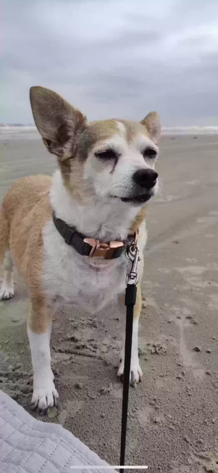 Lost dog in Dickinson, TX, 77539