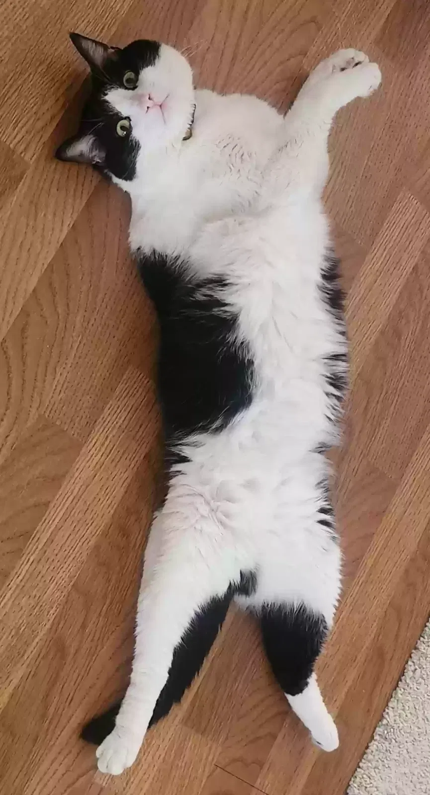 Lost cat in Leander, TX, 78641