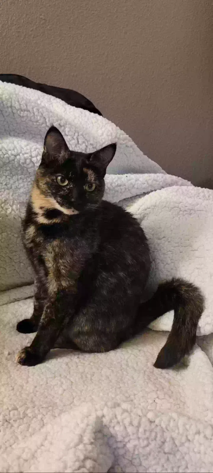 Lost cat in Salem, OR, 97306