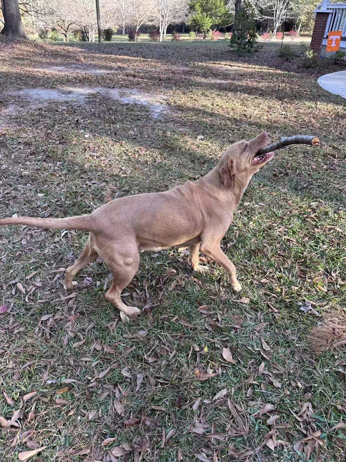 Lost dog in Inman, SC, 29349