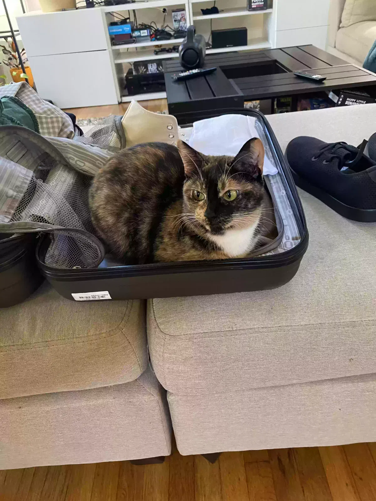 Lost cat in San Diego, CA, 92116