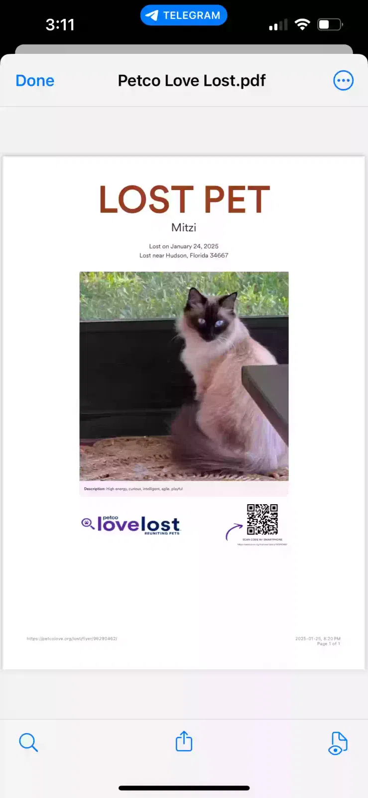 Lost cat in Hudson, FL, 34667
