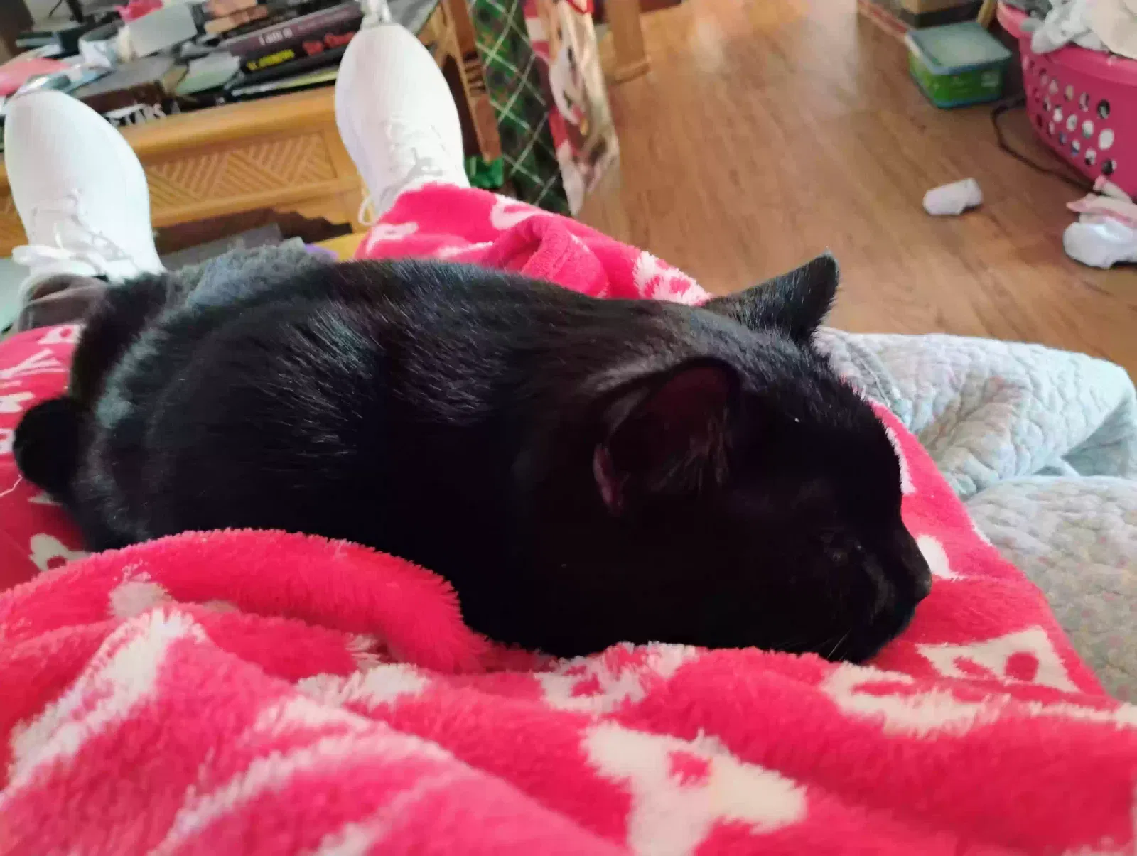Lost cat in West Chester, OH, 45069