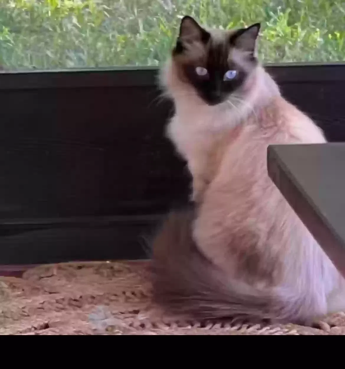Lost cat in Hudson, FL, 34667