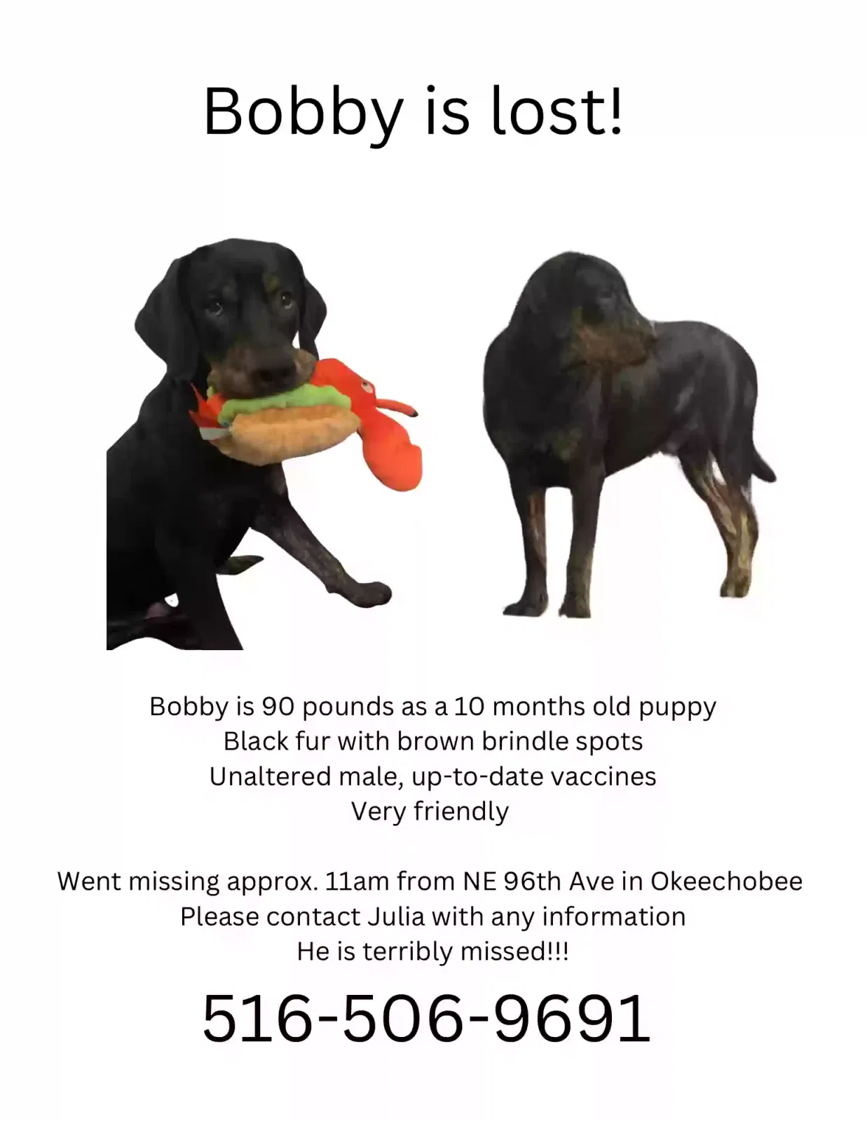 Lost dog in Okeechobee, FL, 34974