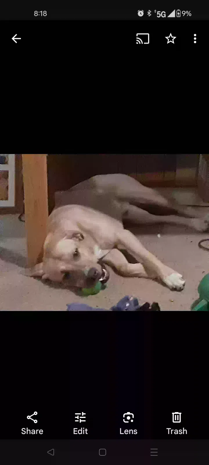 Lost dog in Denver, CO, 80220