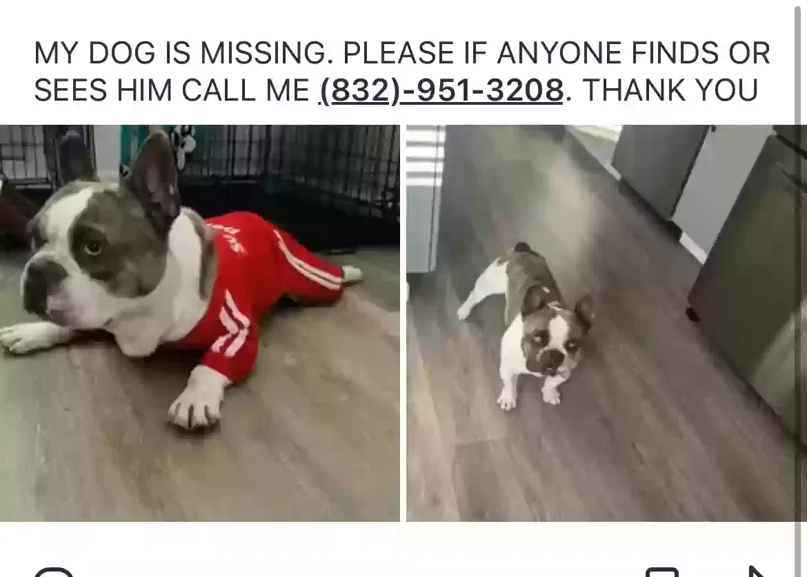 Lost dog in Houston, TX, 77084