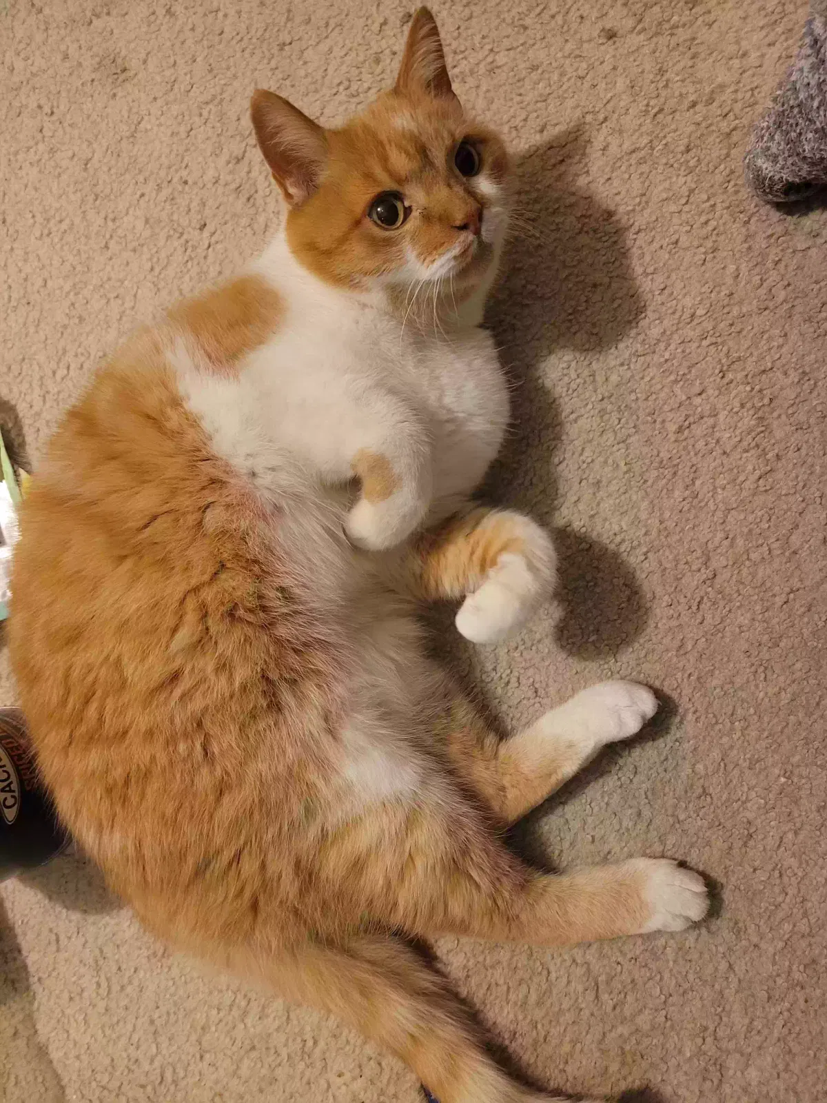 Lost cat in Nokesville, VA, 20181