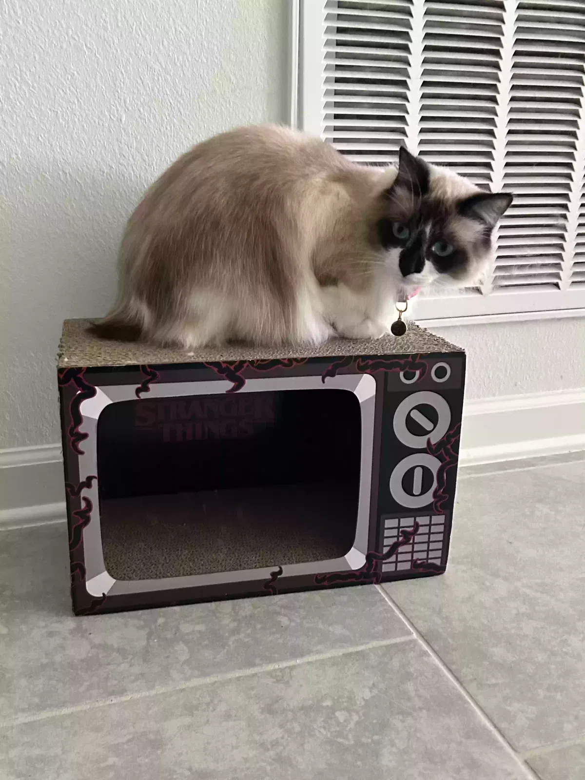 Lost cat in Kissimmee, FL, 34746