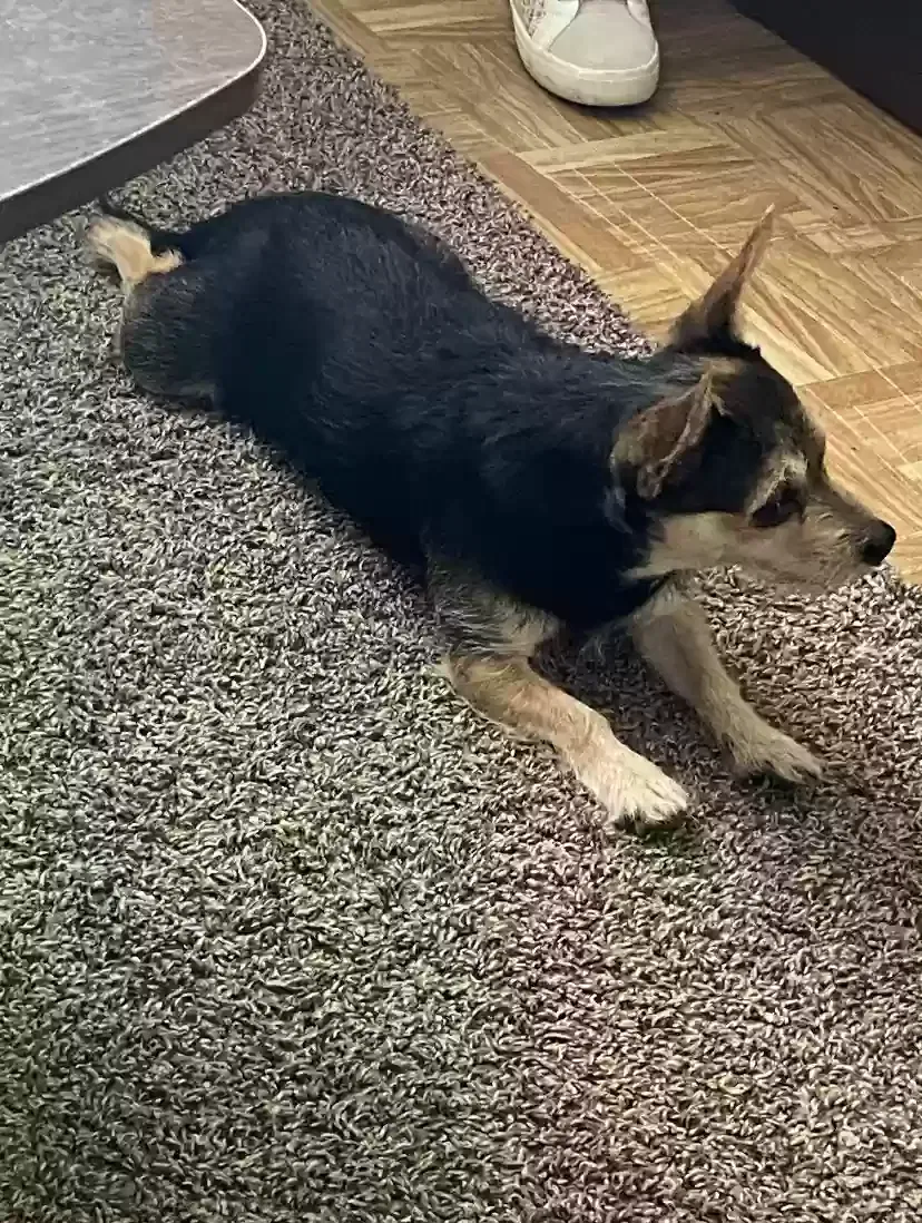 Lost dog in Fort Worth, TX, 76179