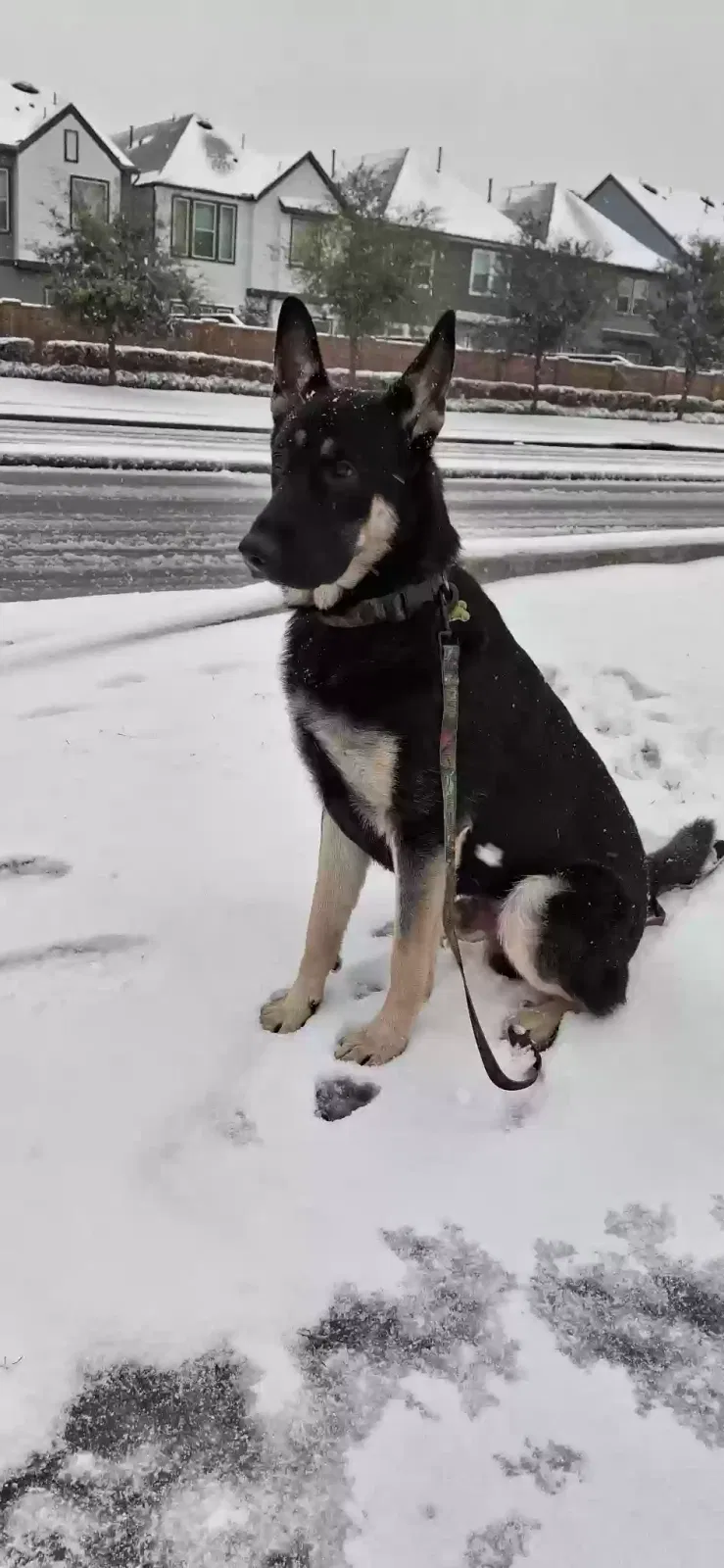 Lost dog in Houston, TX, 77087
