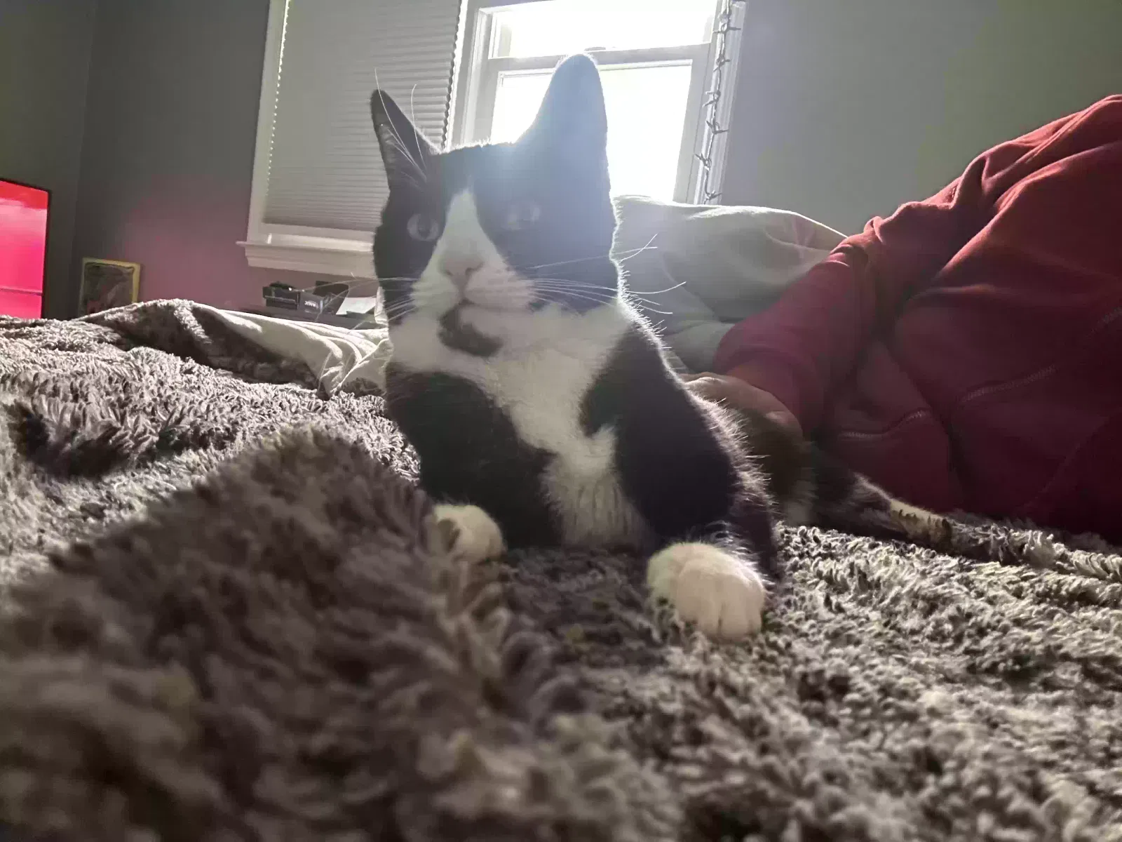 Found cat in Dunellen, NJ, 8812