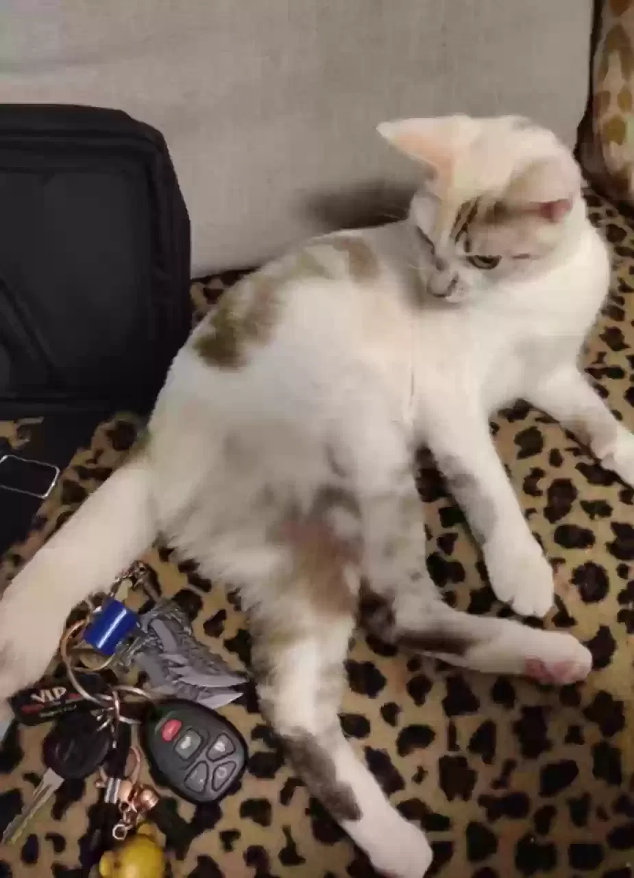 Lost cat in Florence, AZ, 85132
