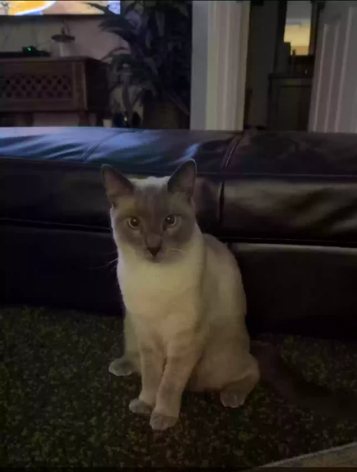 Lost cat in Orlando, FL, 32835