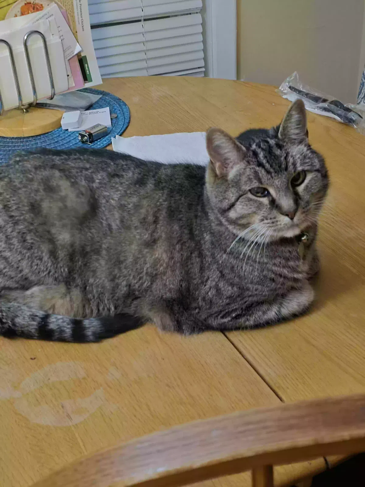 Lost cat in Evansville, IN, 47715