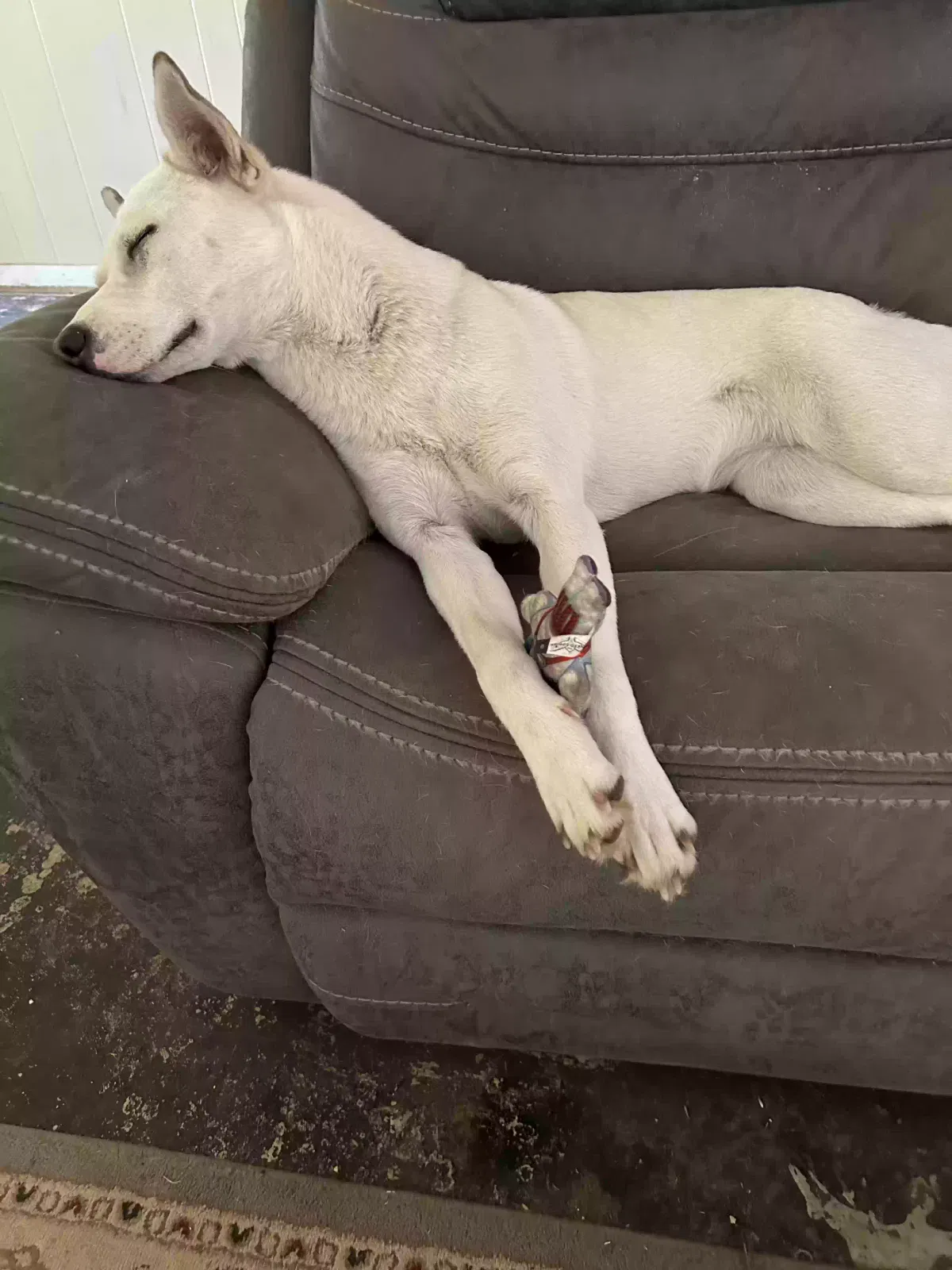 Lost dog in Abilene, TX, 79605