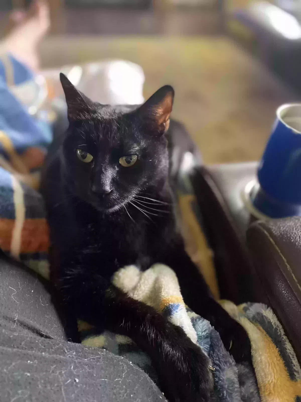 Lost cat in Lafayette, LA, 70506