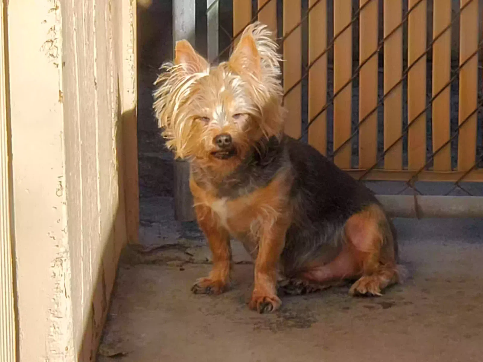 Lost dog in Glendale, AZ, 85302