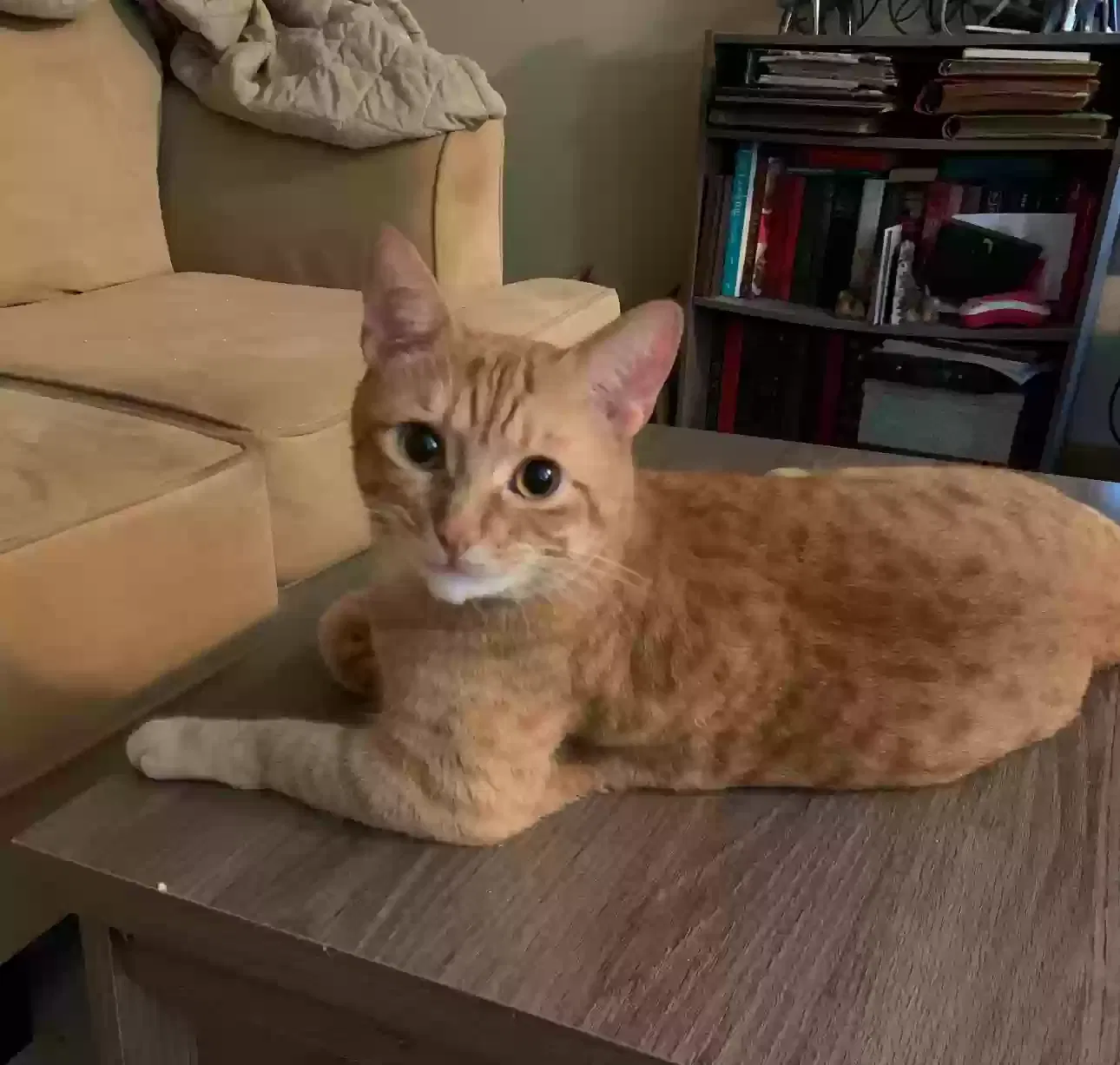 Lost cat in Lake Wales, FL, 33898