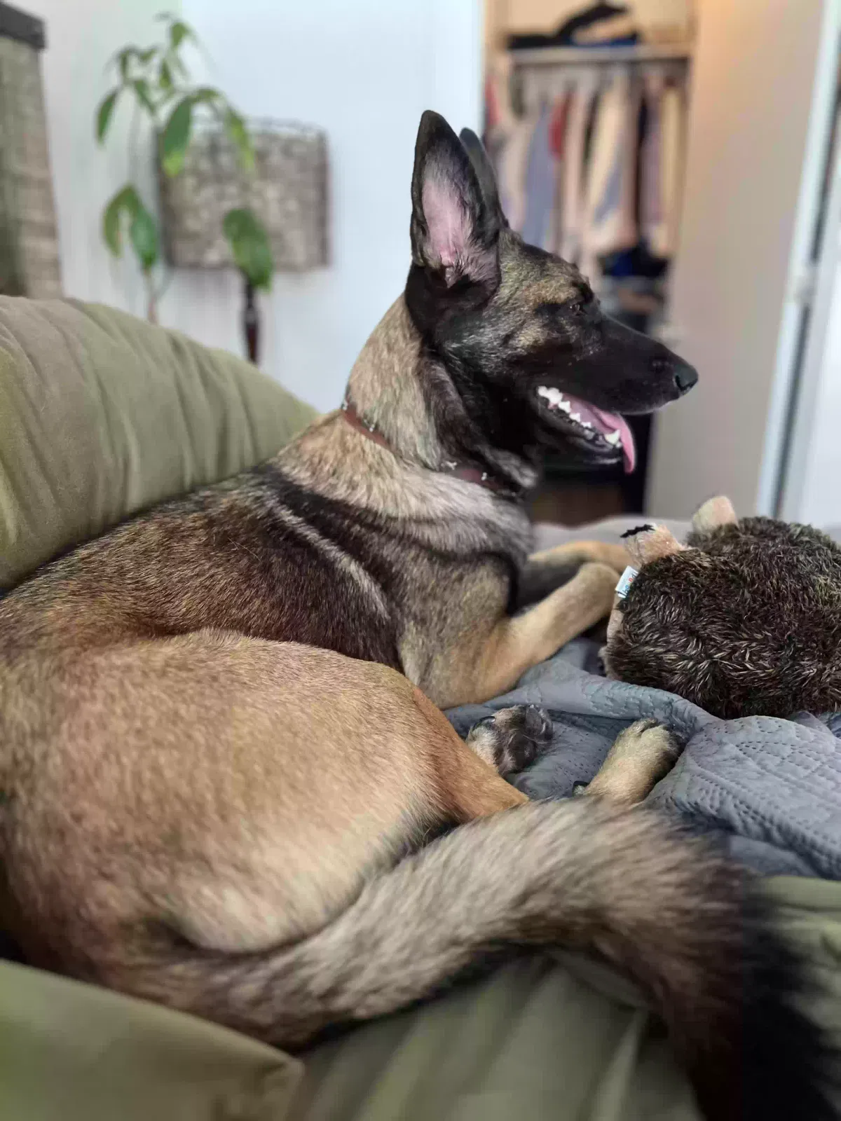 Lost dog in San Antonio, TX, 78230