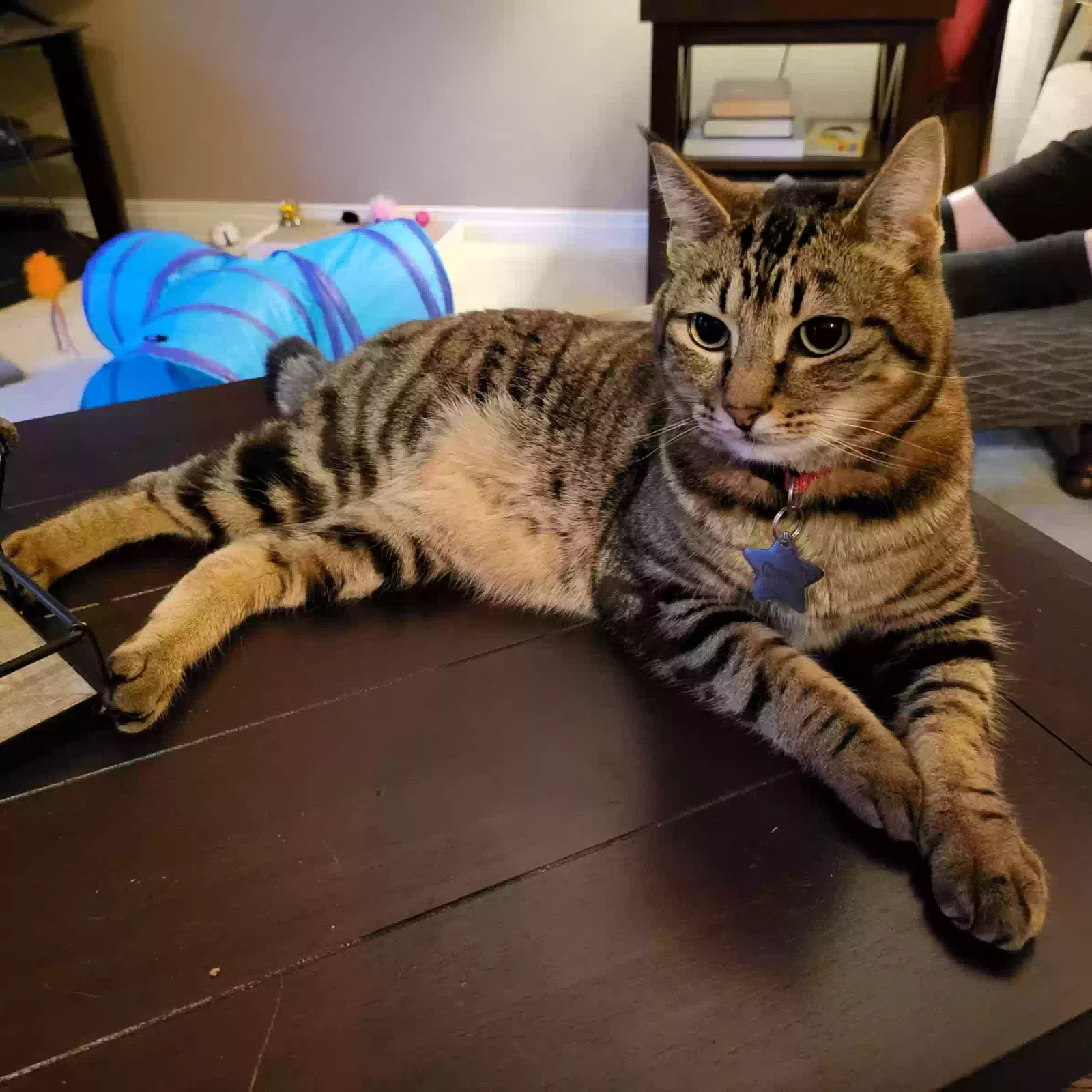 Lost cat in Vancouver, WA, 98686