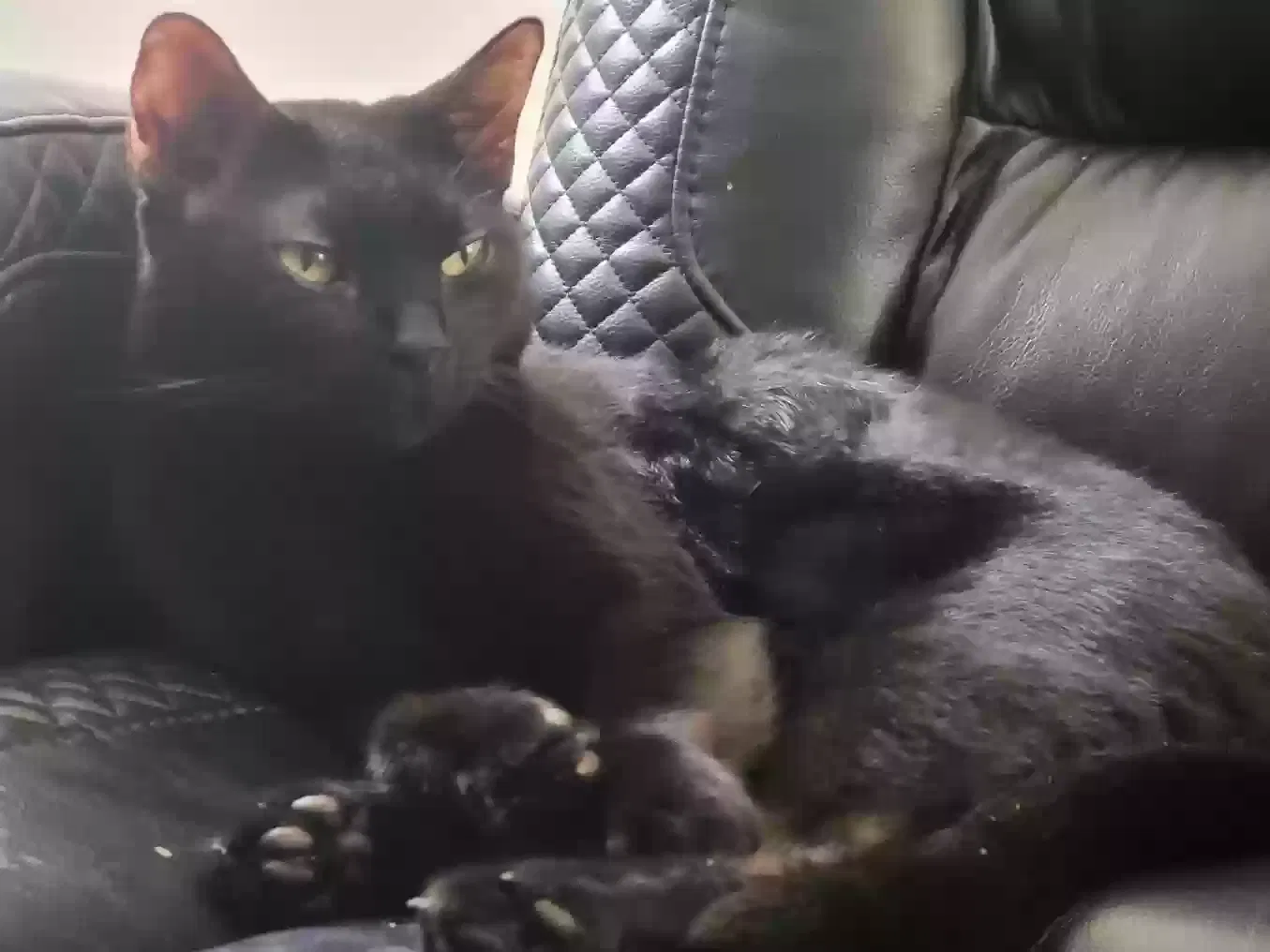 Lost cat in Tampa, FL, 33616