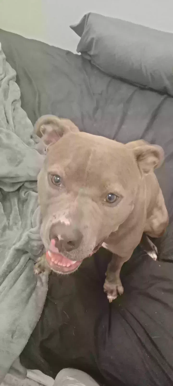 Found dog in New Braunfels, TX, 78130
