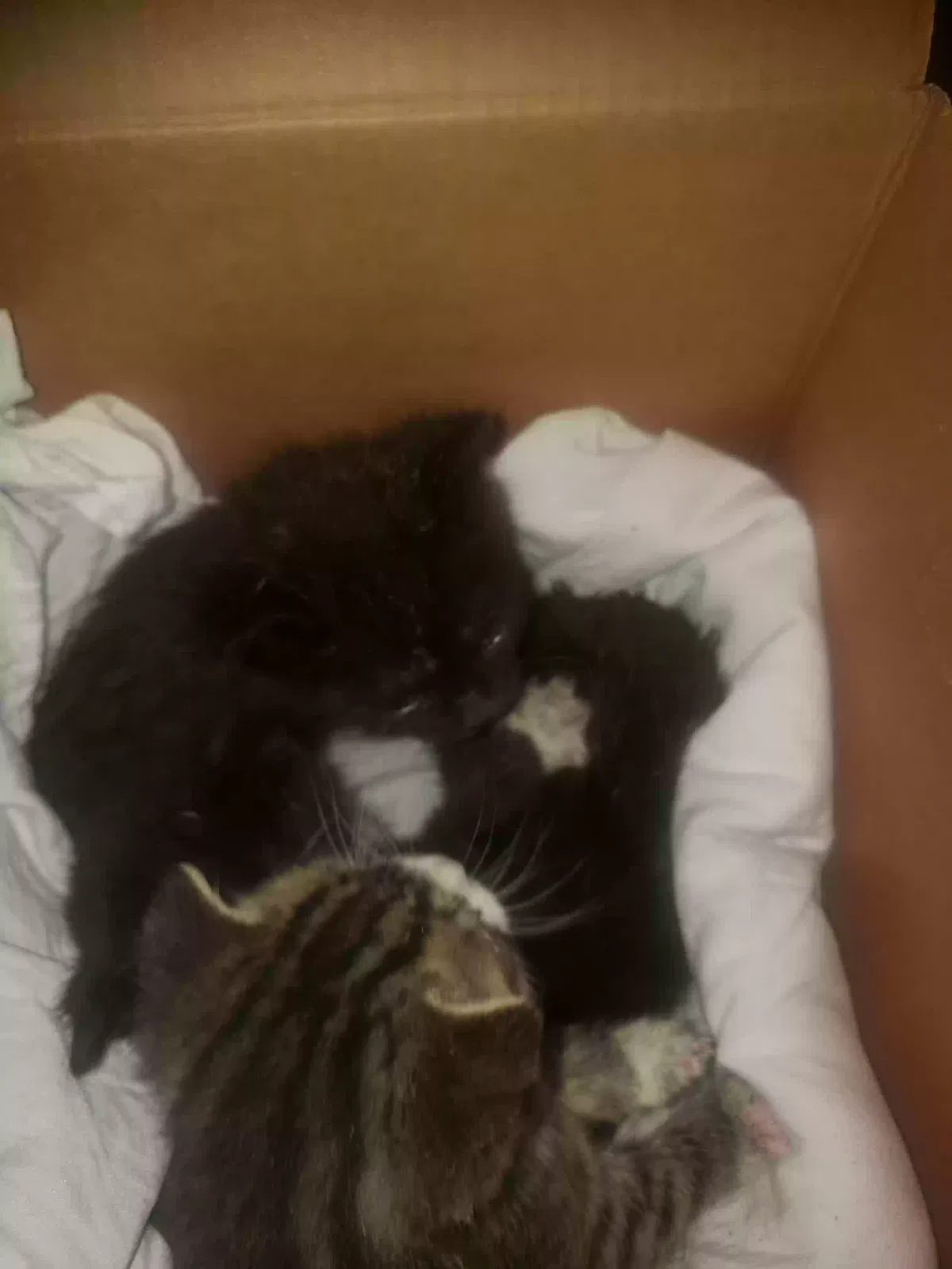 Found cat in Brooklyn, NY, 11214