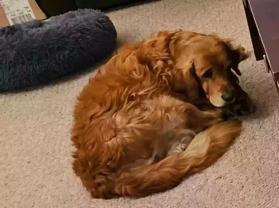 Lost dog in Englewood, CO, 80110