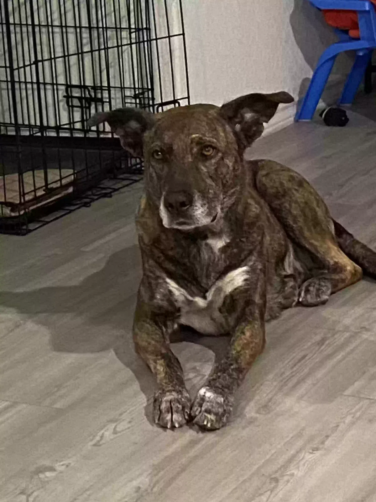 Lost dog in Converse, TX, 78109
