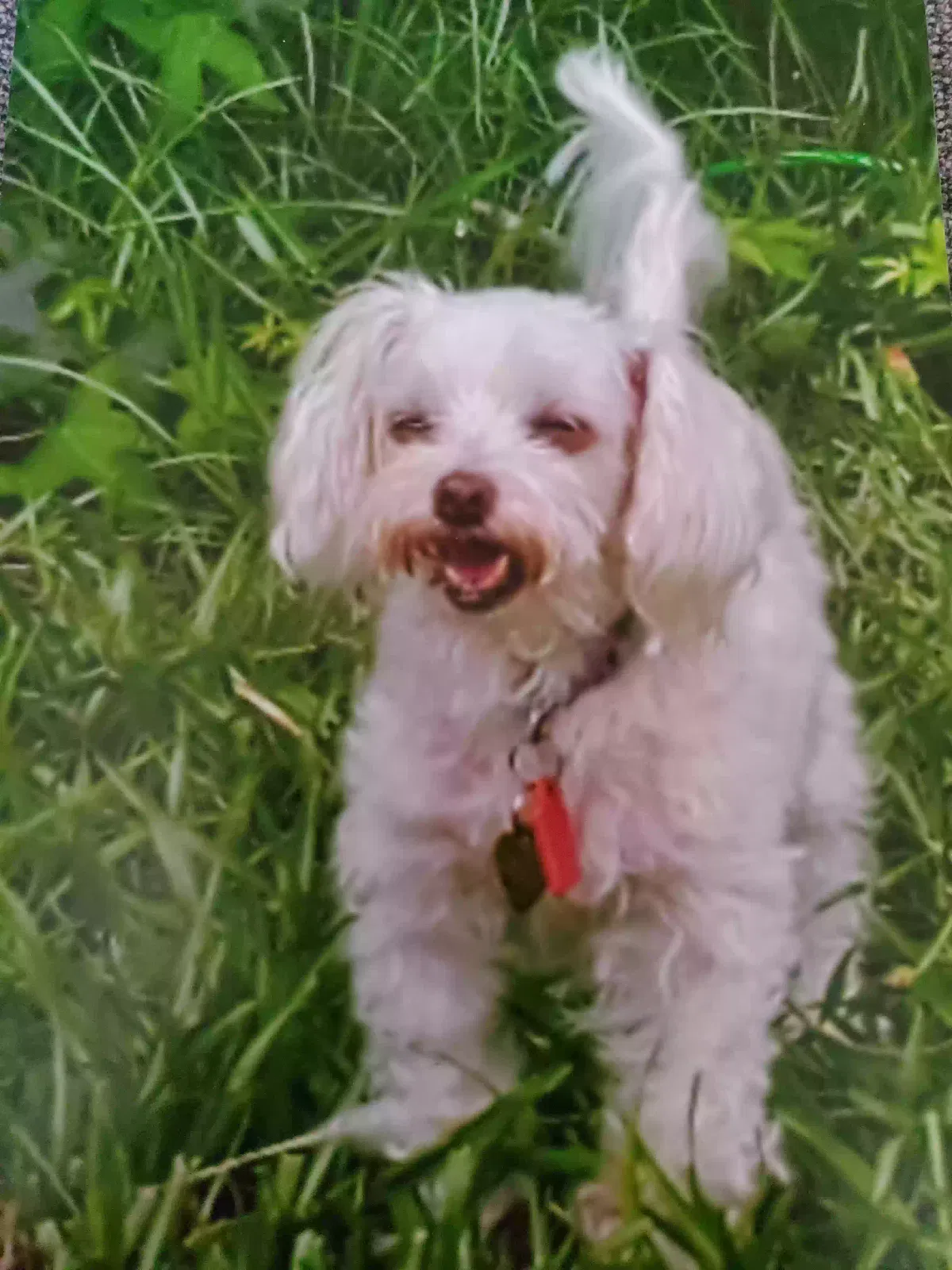 Lost dog in Columbia, SC, 29223