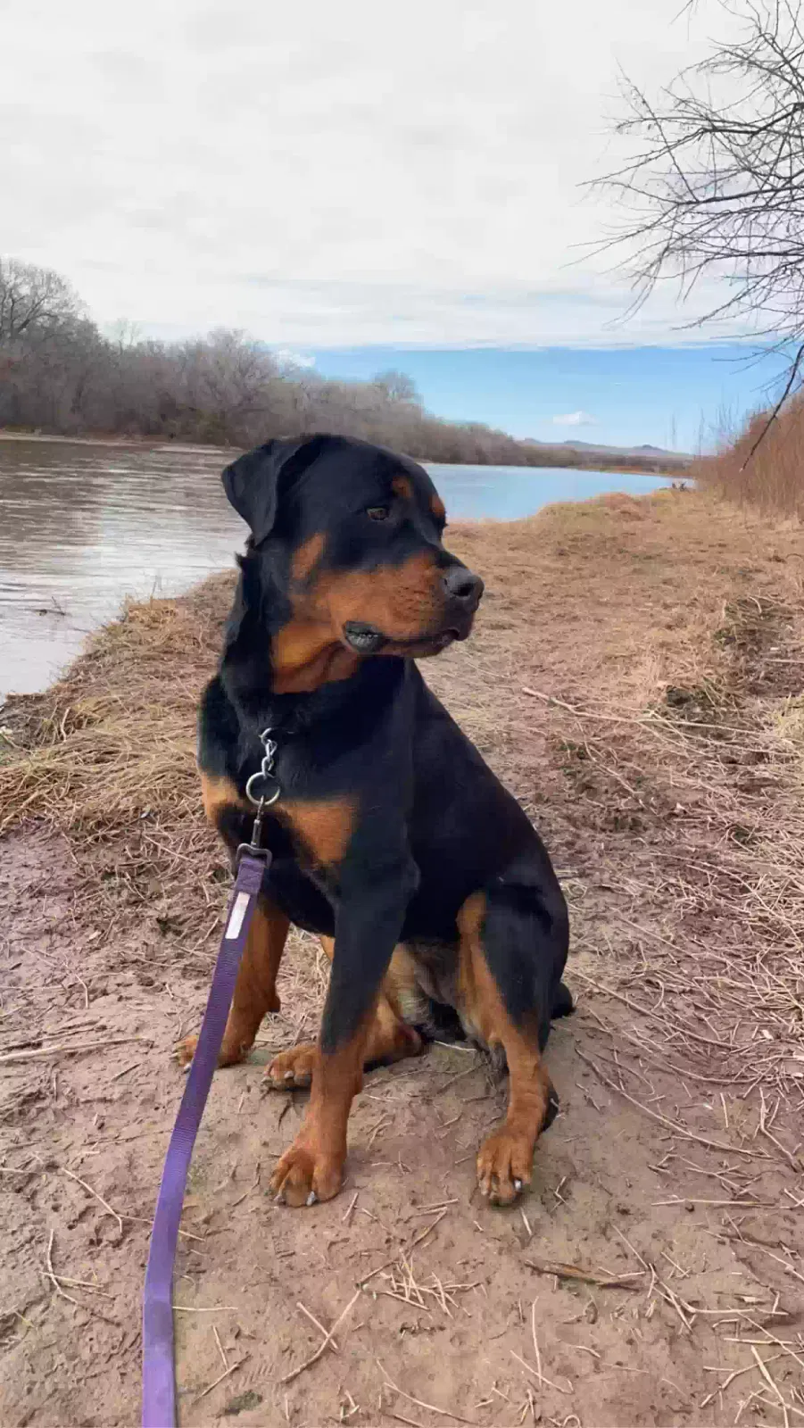 Lost dog in Albuquerque, NM, 87105