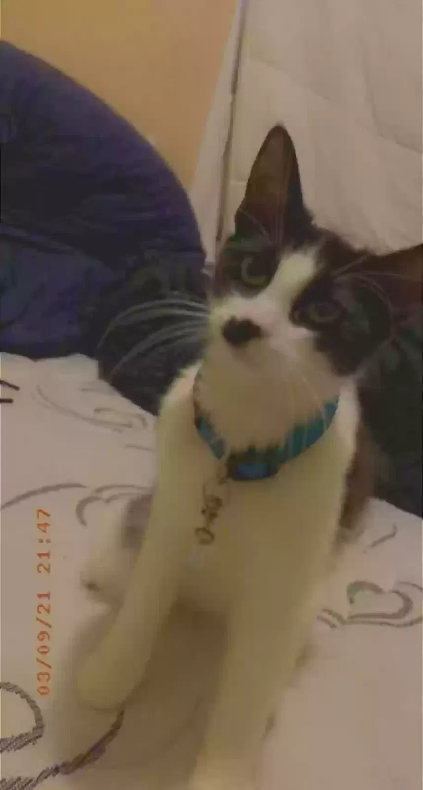 Lost cat in Abilene, TX, 79605