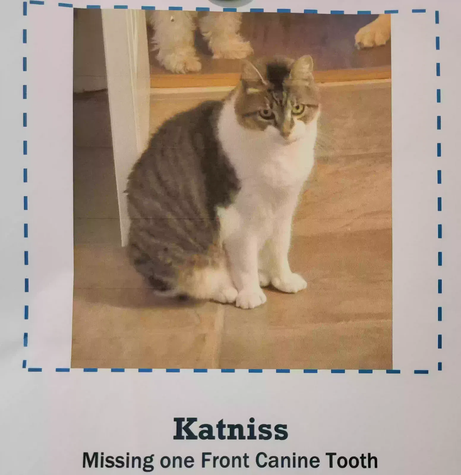 Lost cat in Tampa, FL, 33615