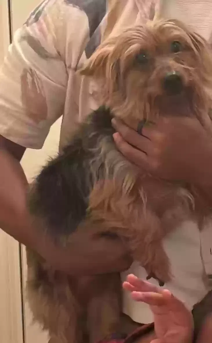 Lost dog in Memphis, TN, 38116