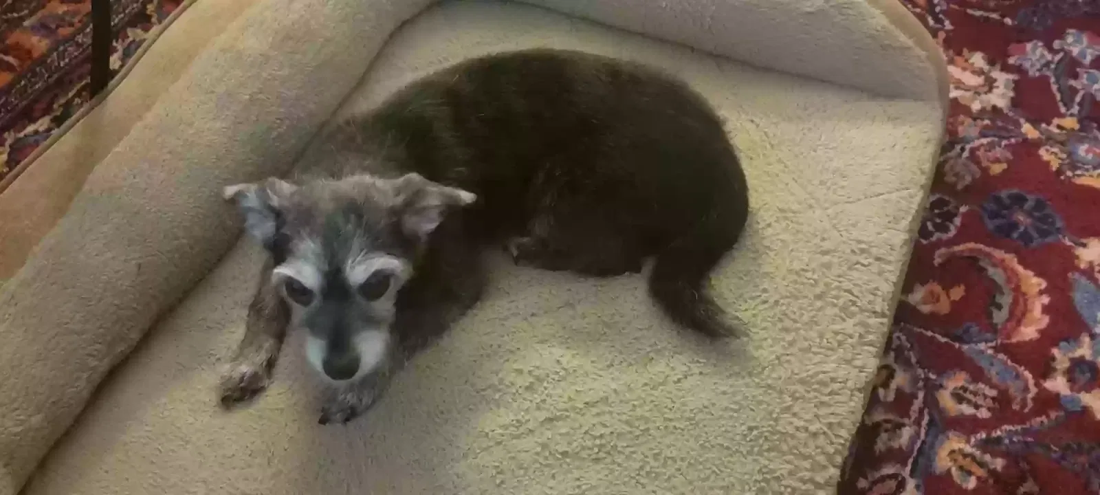 Lost dog in Lewisville, NC, 27023