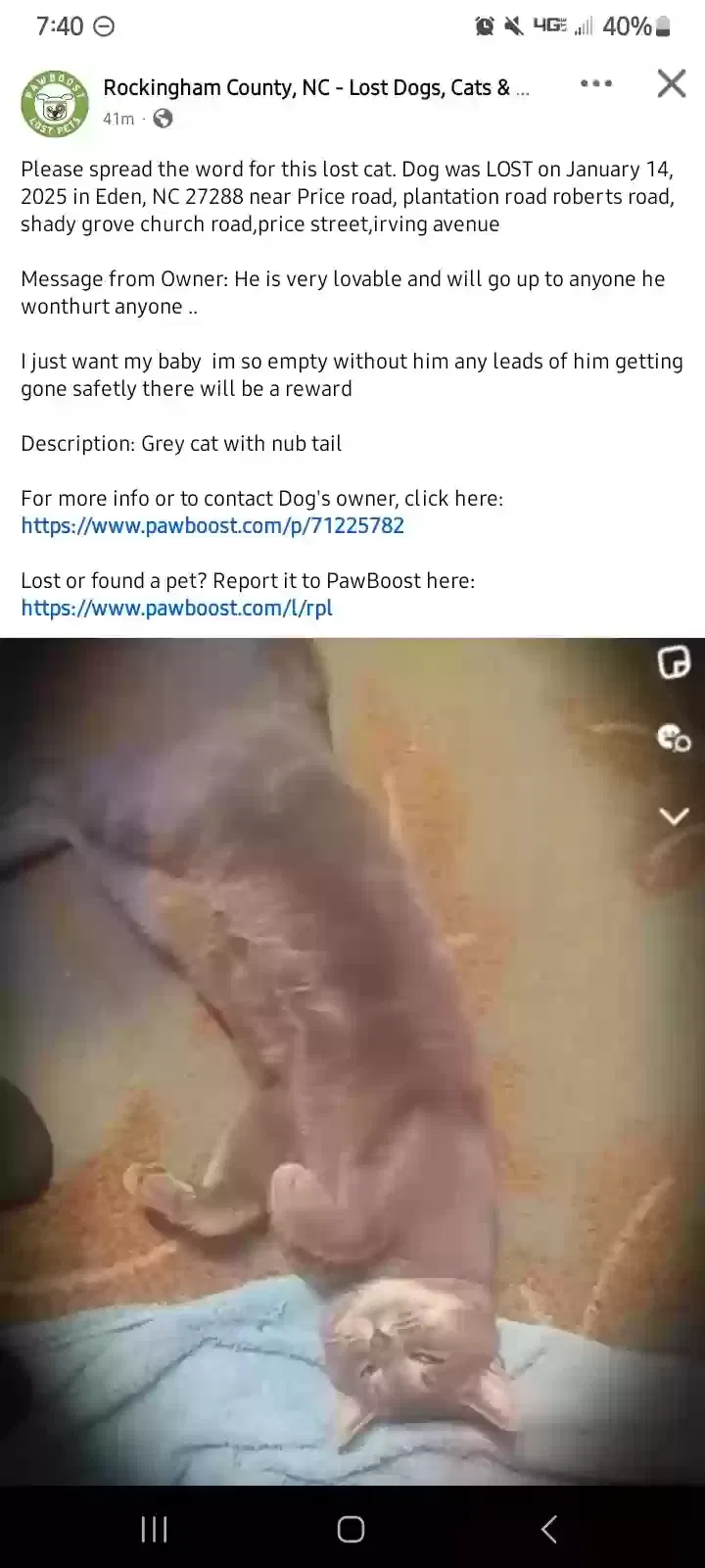 Lost cat in Eden, NC, 27288
