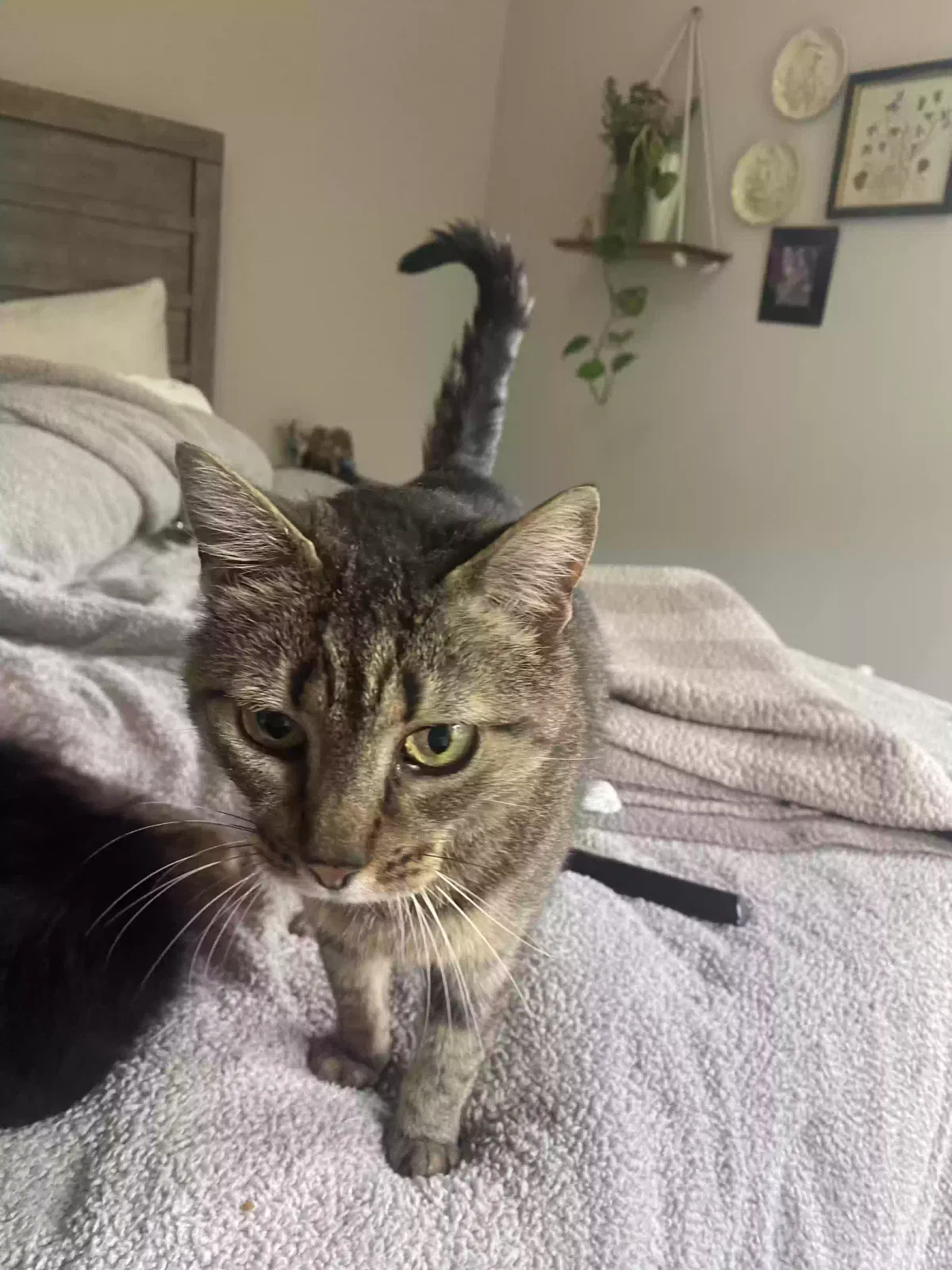 Lost cat in Nashville, TN, 37214