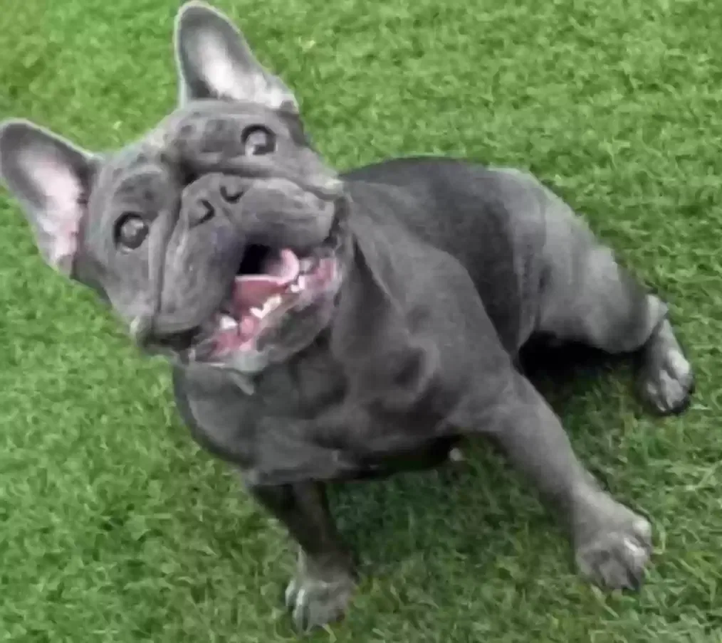 Lost dog in Baldwin Park, CA, 91706