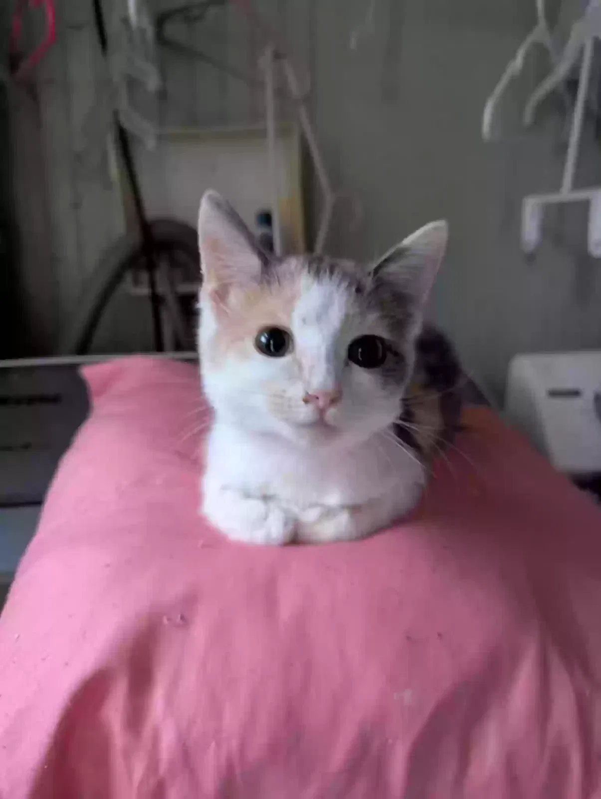 Lost cat in Lagrange, GA, 30240