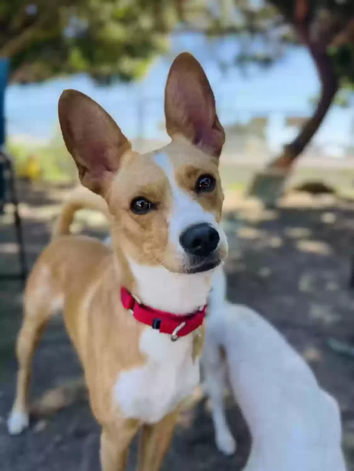 Lost dog in Seal Beach, CA, 90740